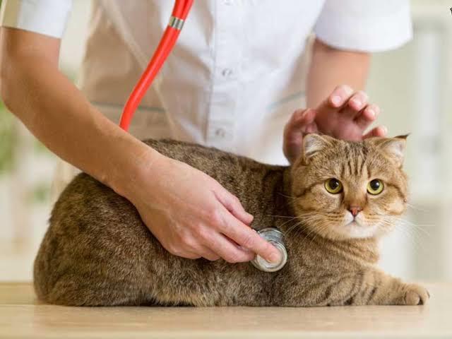 Evcil Kedilerin ve Sahiplerinin Korkulu Rüyası, FIP (Feline Infectious Peritonitis) Hastalığı!