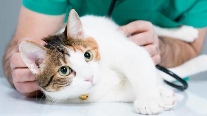 Evcil Kedilerin ve Sahiplerinin Korkulu Rüyası, FIP (Feline Infectious Peritonitis) Hastalığı!