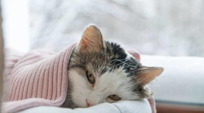 FIP (Feline Infectious Peritonitis) Hastalığı hakkında tüm detaylar