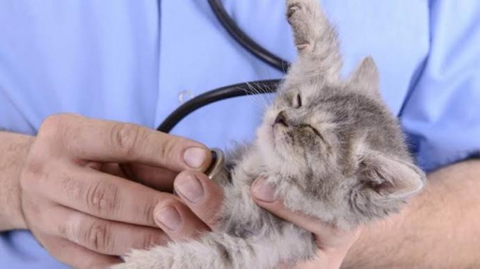 Evcil Kedilerin ve Sahiplerinin Korkulu Rüyası, FIP (Feline Infectious Peritonitis) Hastalığı!