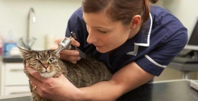 Evcil Kedilerin ve Sahiplerinin Korkulu Rüyası, FIP (Feline Infectious Peritonitis) Hastalığı!