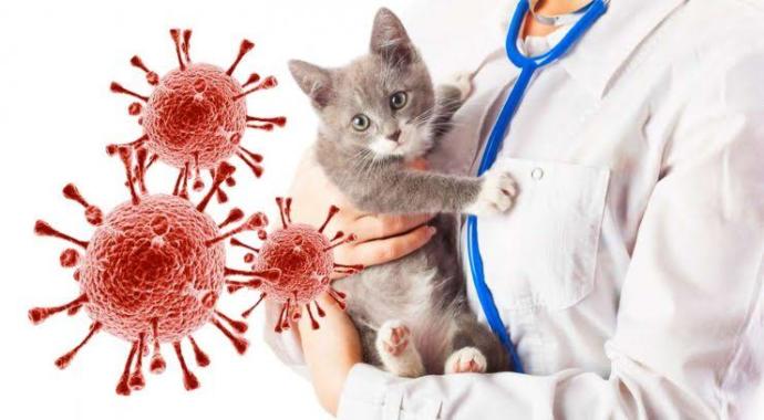 Evcil Kedilerin ve Sahiplerinin Korkulu Rüyası, FIP (Feline Infectious Peritonitis) Hastalığı!