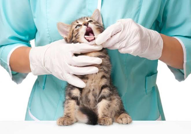 Evcil Kedilerin ve Sahiplerinin Korkulu Rüyası, FIP (Feline Infectious Peritonitis) Hastalığı!