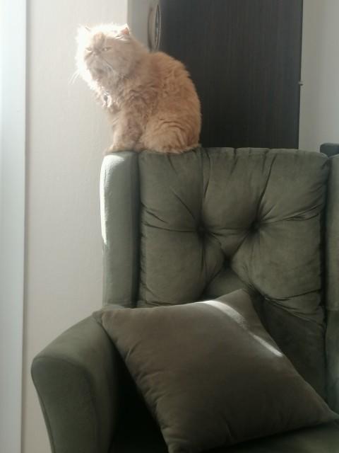 Evcil Kedilerin ve Sahiplerinin Korkulu Rüyası, FIP (Feline Infectious Peritonitis) Hastalığı!