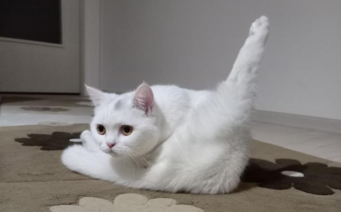 Evcil Kedilerin ve Sahiplerinin Korkulu Rüyası, FIP (Feline Infectious Peritonitis) Hastalığı!