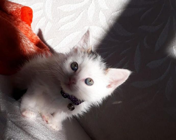 Evcil Kedilerin ve Sahiplerinin Korkulu Rüyası, FIP (Feline Infectious Peritonitis) Hastalığı!