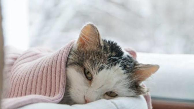 Evcil Kedilerin ve Sahiplerinin Korkulu Rüyası, FIP (Feline Infectious Peritonitis) Hastalığı!