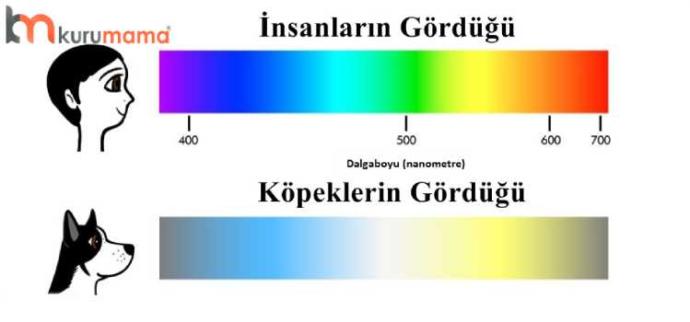 Doğru Bildiğimiz Ama Yanlış Olan Kulaktan Dolma Bilgiler!