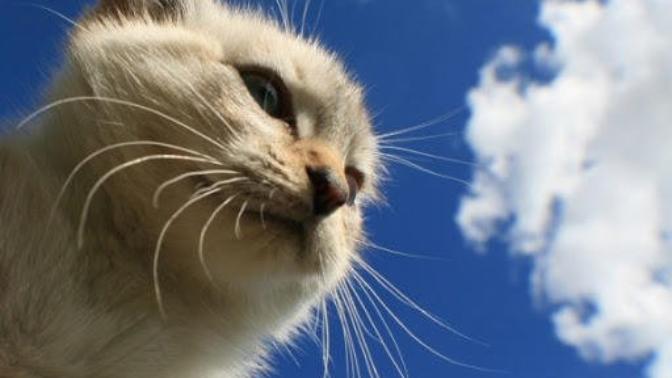 Pisilerinizin Bakımına Özen Gösterin! Kedi Bakımı Nasıl Olmalı?