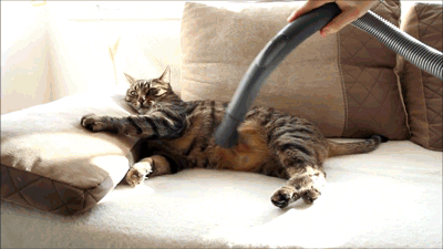 Kedi Tüyleri ile Savaşanlar Buraya! Kedili Evler İçin Pratik Temizlik Önerilerim