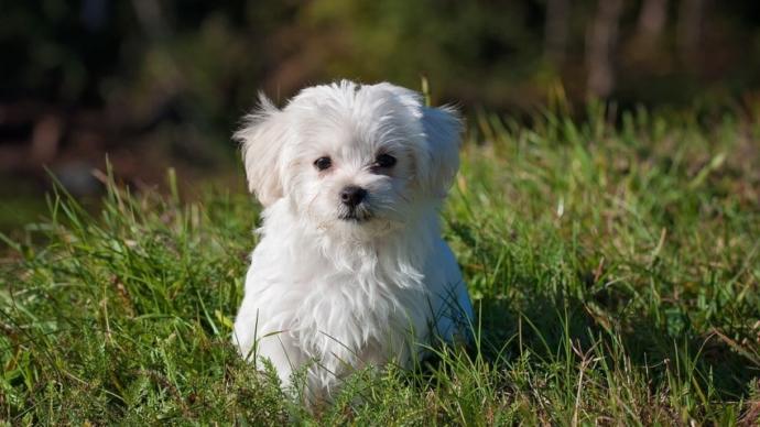 malta köpeği