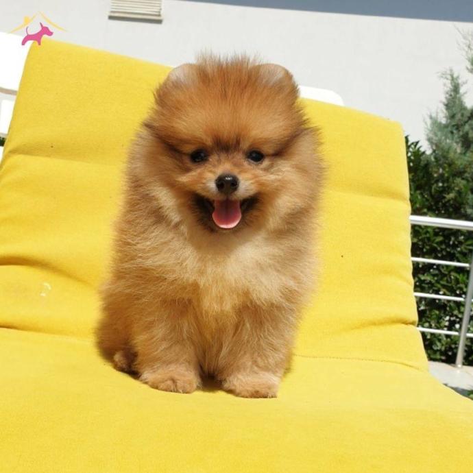 pomeranya köpeği