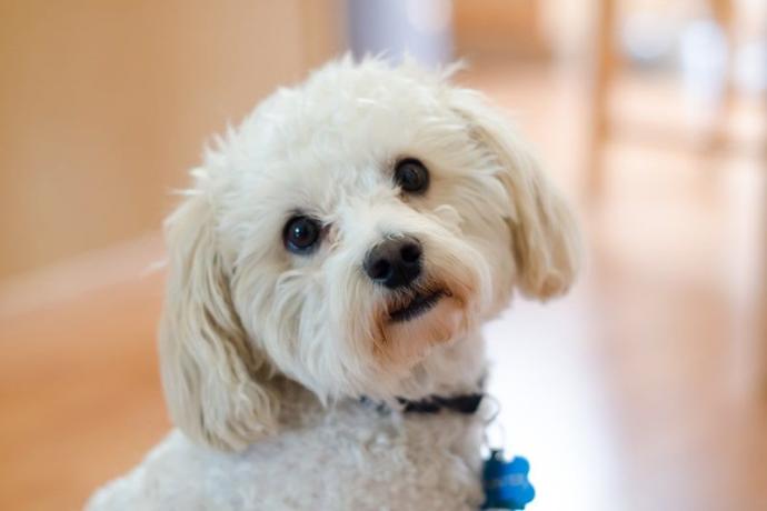 maltipoo