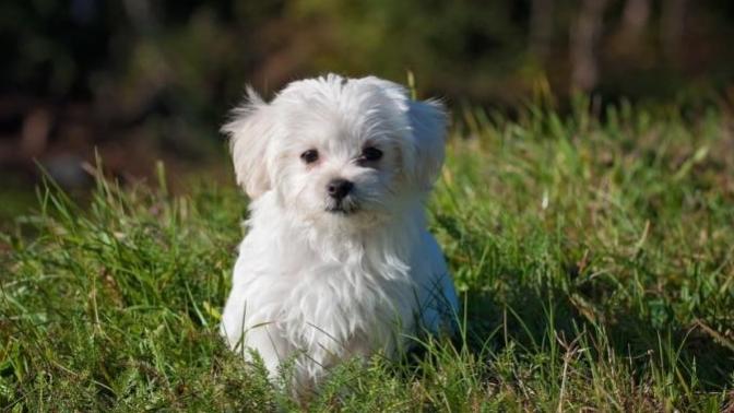 Apartmanda Bakılmaya En Müsait Olan Köpek Cinsleri