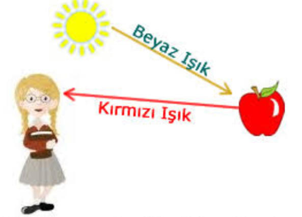 Görme böyle gerçekleşir