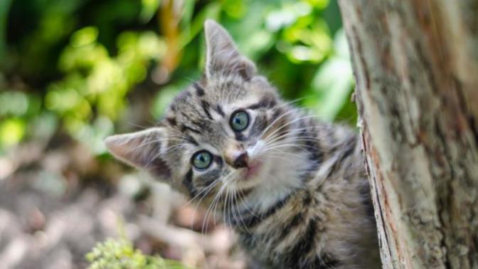 Kedi Mırlamasının İnsanlara Yararları!