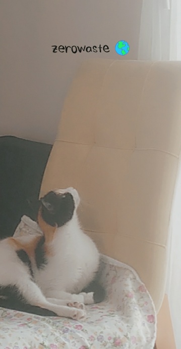 Evcil Kedilerin Kilolu Olup Olmadığını Anlama!