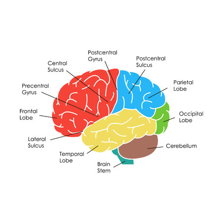 Brain anatomy