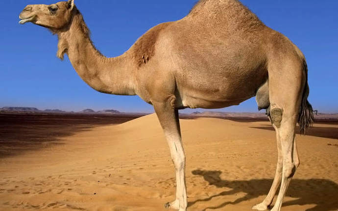 Sadece Dubai’de Görebileceğiniz 10 İnanılmaz Şey