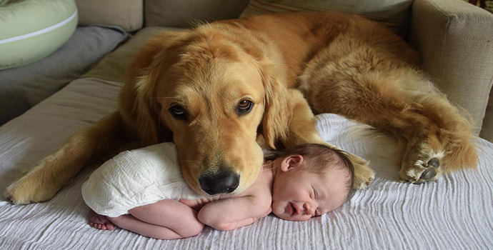 Çocuklar İle İyi Anlaşan 5 Köpek Cinsi!