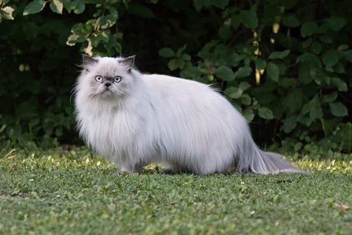 Çocuklar İle İyi Anlaşan 5 Kedi Cinsi!