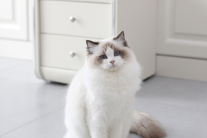 Çocuklar İle İyi Anlaşan 5 Kedi Cinsi!