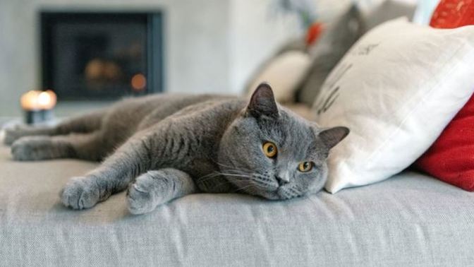 Çocuklar İle İyi Anlaşan 5 Kedi Cinsi!