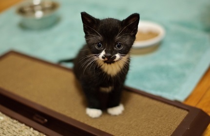 Annesi Terk Etmiş Yavru Kedi Bakımı!
