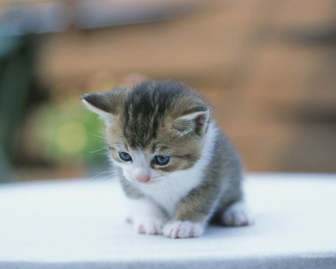Annesi Terk Etmiş Yavru Kedi Bakımı!