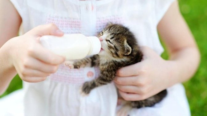 Annesi Terk Etmiş Yavru Kedi Bakımı!