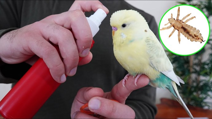 Muhabbet Kuşunuzu Sizden Uzaklaştıracak Davranışlar!