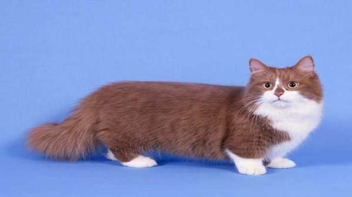 Bu Kedileri Daha Önce Hiç Duymamış Olabilirsiniz: En Nadir 5 Kedi Irkı!