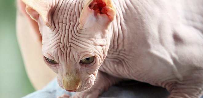 Bu Kedileri Daha Önce Hiç Duymamış Olabilirsiniz: En Nadir 5 Kedi Irkı!