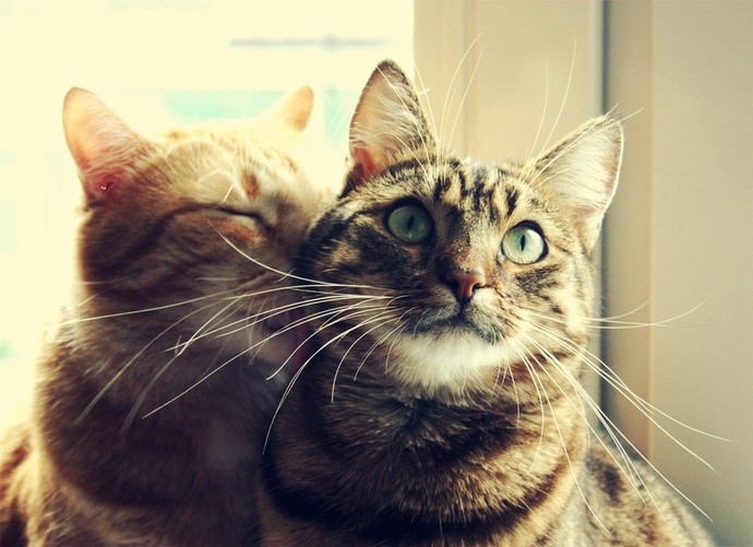 Bu Kedileri Daha Önce Hiç Duymamış Olabilirsiniz: En Nadir 5 Kedi Irkı!