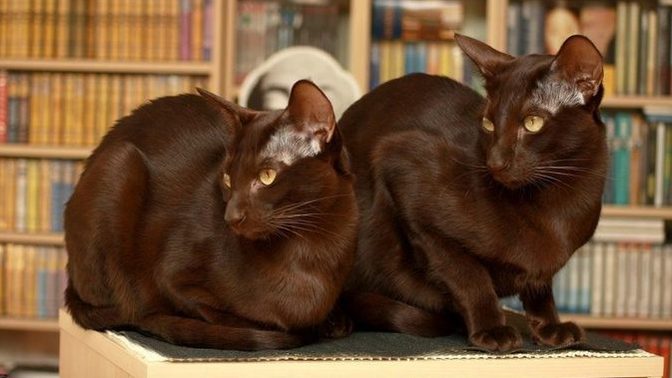 Bu Kedileri Daha Önce Hiç Duymamış Olabilirsiniz: En Nadir 5 Kedi Irkı!