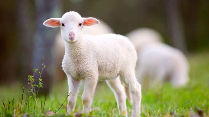 Neden Vegan Oldum, Veganlık Nedir?
