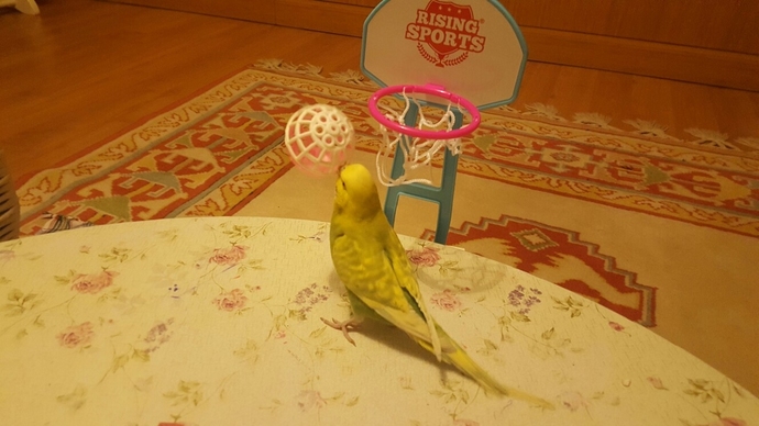Muhabbet Kuşunun Güvenini Kazanma!
