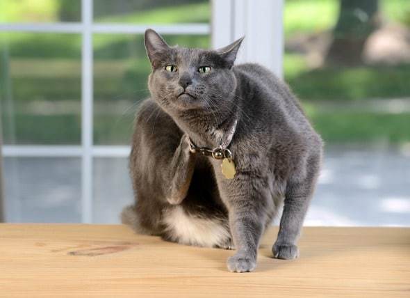 kedi kaşınıyor
