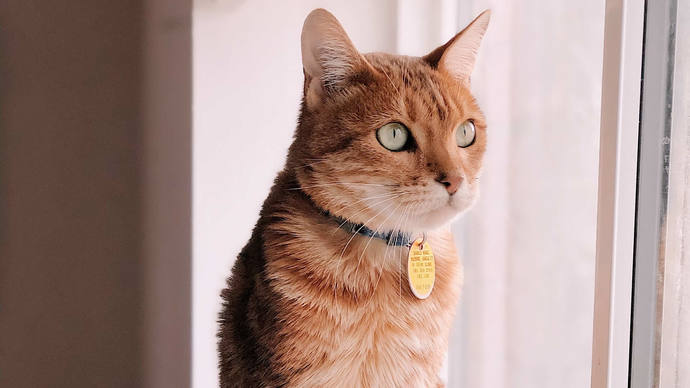 kedi piresi önleyici tasma