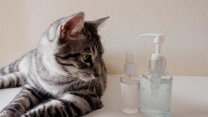 Kedi Piresi Tedavisi ve Önleme!