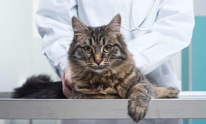 Kedi Piresi Tedavisi ve Önleme!