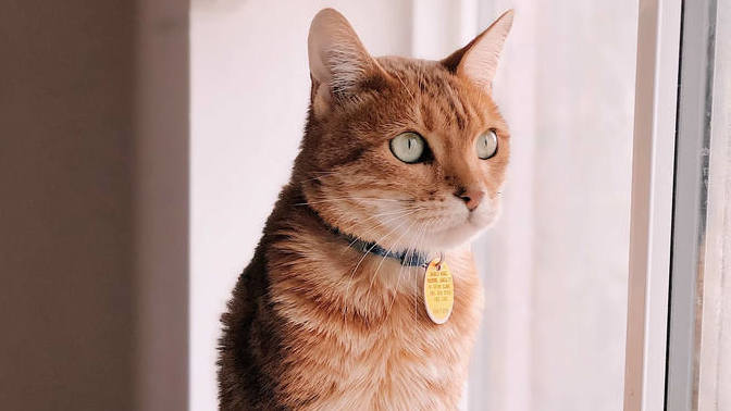 Kedi Piresi Tedavisi ve Önleme!