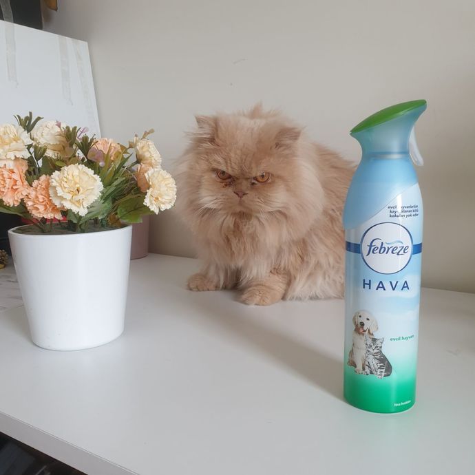 Kedi ve Köpek Sahiplerinin Mutlaka Denemesi Gereken Ürünler!