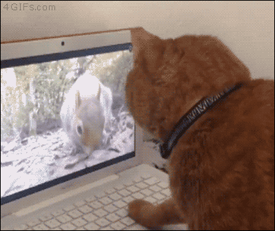 Kedi ve Köpek Sahiplerinin Mutlaka Denemesi Gereken Ürünler!