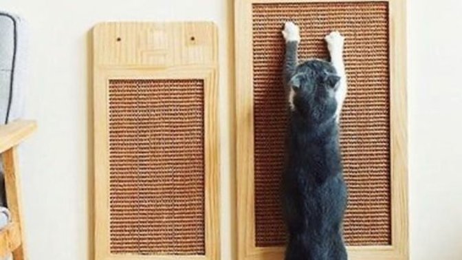 Kedi ve Köpek Sahiplerinin Mutlaka Denemesi Gereken Ürünler!