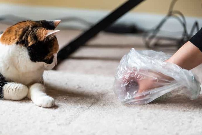 Kedi Hastalıkları: Belirtileri ve Tedavileri!