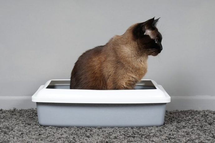 Kedi Hastalıkları: Belirtileri ve Tedavileri!