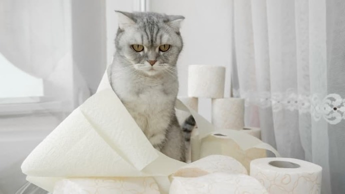 Kedi Hastalıkları: Belirtileri ve Tedavileri!