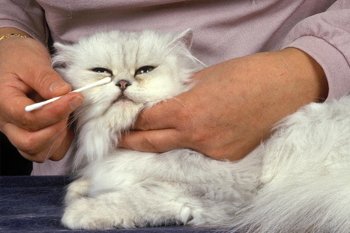 Kedi Hastalıkları: Belirtileri ve Tedavileri!