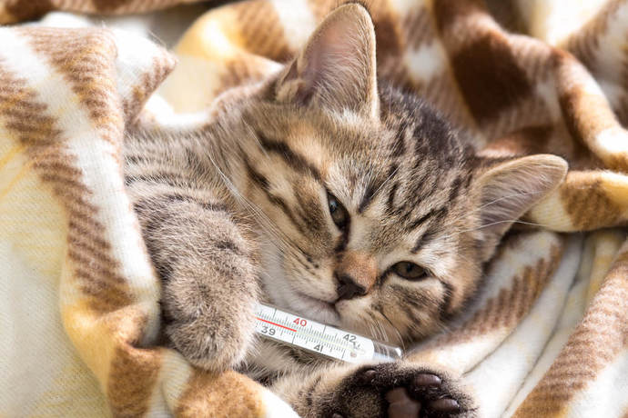 Kedi Hastalıkları: Belirtileri ve Tedavileri!